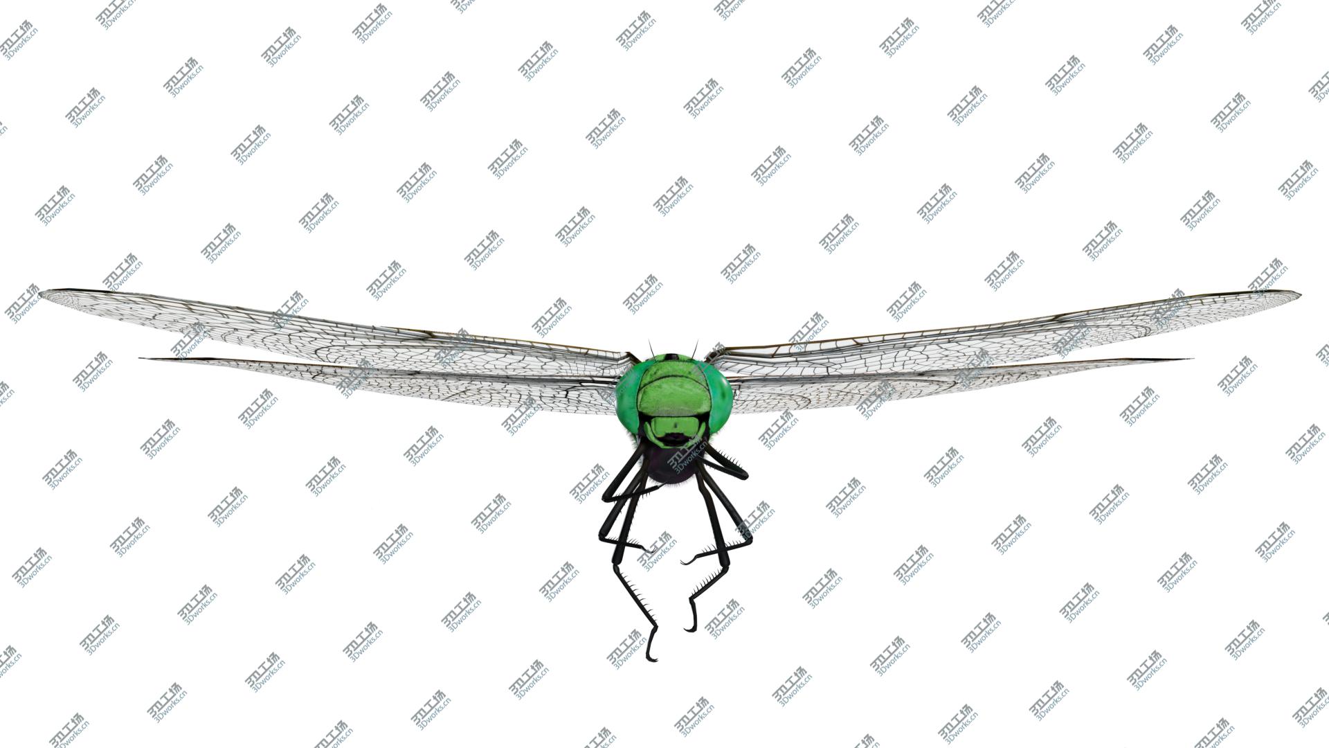 images/goods_img/202104093/Green  Aeshna dragonfly 3D model/5.jpg